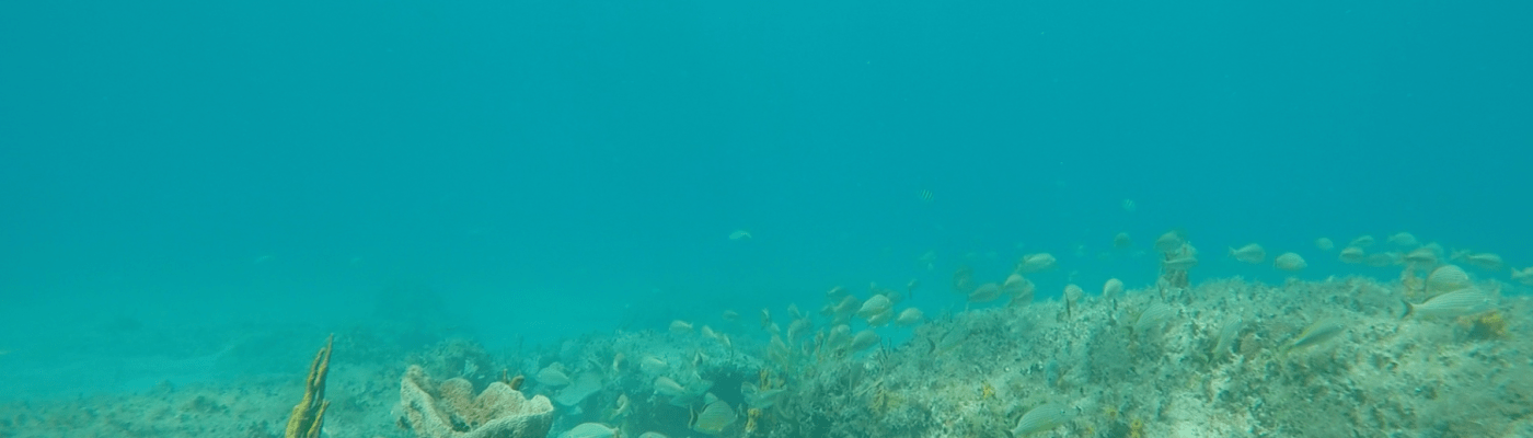 Necesitas obtener tu Licencia de Navegación? Para más información, llama al 939-277-7682